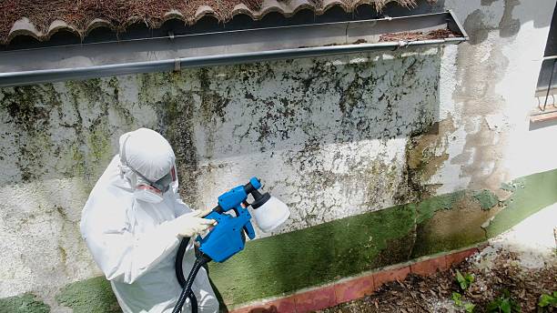 Trusted Black Mold Removal service in Oxford, NC - Cheap Mold Removal